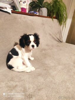 Cavalier steniatko - 4