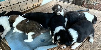 Šteniatka border kolie - 4