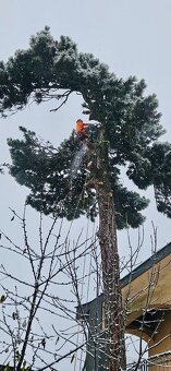 Orezávanie stromov, rizikový výrub stromov, pilčícke práce - 4