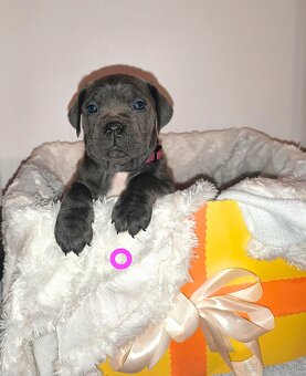 cane corso šteniatka bez PP - 4