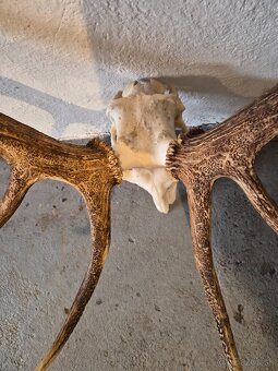 Trofeje,parohy,zhody - 4