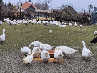 Predam husy Slovenske Biele - 4