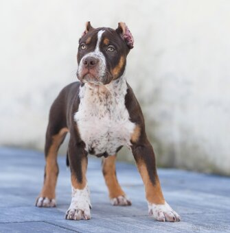 American bully xl, pitbull xxl merle tricolor k odberu - 4