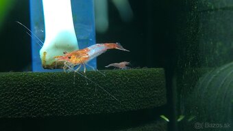 krevetky Neocaridina - Red Cherry - 4