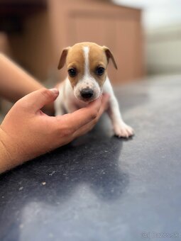 Jack Russel Terrier čistokrvné šteniatka - 4