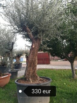 Olivovník Mrazuvzdorný - 4