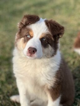 Border kólia - hnedo biely pes s pálením - 4