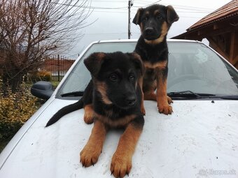 Nemecký ovčiak - 4