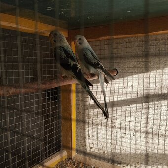 Andulky ciernokrídle blackwing - 4