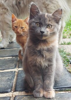 Darujem rysaveho kocurika - 4