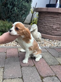 Cavalier king charles španiel, kavalier - 4