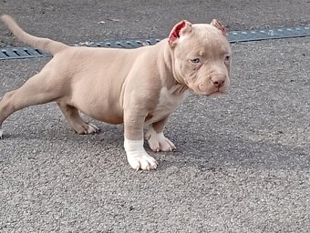 American bully pocket - 4