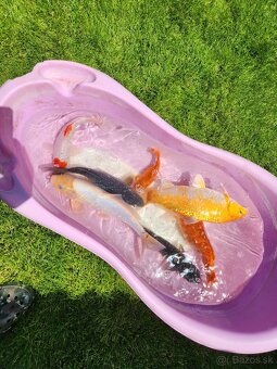 Koi kapre koi kapor zàvojantka cìnska karase - 4