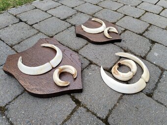 Trofeje kly diviak - 4