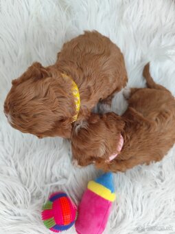 Cavapoo - 4