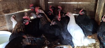 Marans Medenokrká kohúty - 4