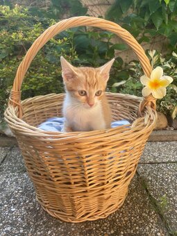 Darujeme mačiatka do dobrých rúk 🐾 - 4