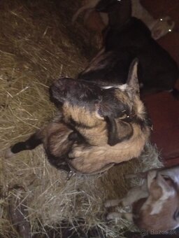 Predám kozu s kozlaťom - 4