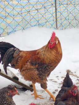 Kohút 🐓 - 4