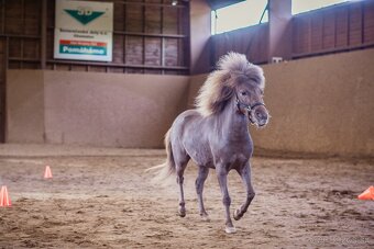Minihorse hřebeček - 4