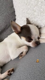 Mini čivava na krytie - 4