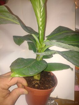 BANAN - 4