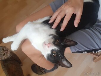 Kocuriky na adopciu - 4