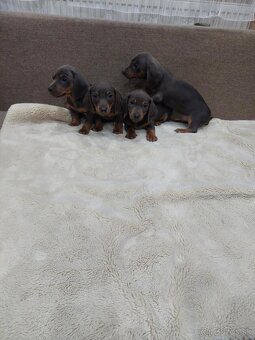 Jazvečik  trpazlici - 4