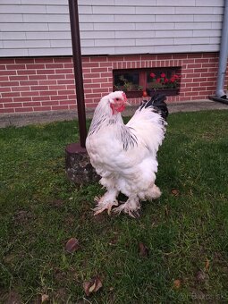 Brahmanka - kohút - 4