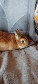 Zajačik, zakrslý králik - 4