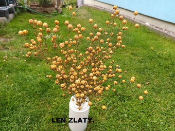 SUŠENÉ KVETY - různé druhy rostlin č.1. - 4