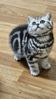 Britské mačiatka whiskas - 4