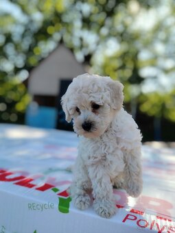 Toy pudel - 4