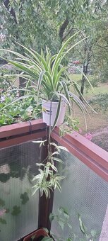 Izbová rastlina Zelenec - 4