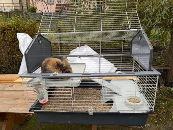 🐰 Predám zajačika Bunnyho – 3 roky, samec (s klietkou a nap - 4