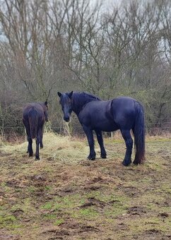 Mladá kobylka Norik Muránsky - 4