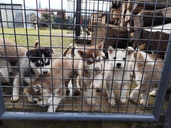 Sibírsky husky šteniatka - 4