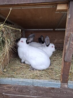 Kalifornsky Kralik - 4