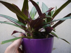 Reo / Tradescantia - izbová rastlina mládniky - 4