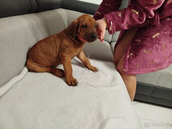 RHODESIAN RIDGEBACK - 4