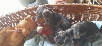 Jazvečík krátkosrstý merle - 4