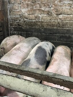 Jatočné ošípané - 4