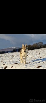 Československý vlčiak s PP - 4