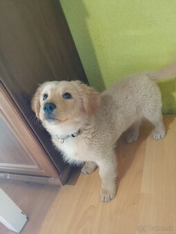 Zlatý retriever miešaný - 4