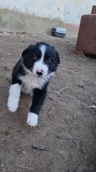 Psik border kolia - 4