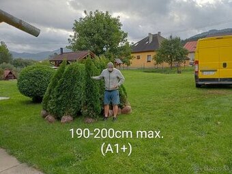 Tuja Smaragd, vavrínovec, červienka - Tvrdošín - 4