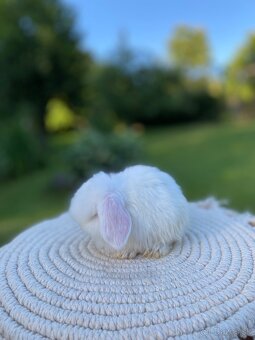 Mini Lop s VP - 4