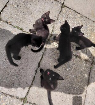 Mainská mývalia - 4