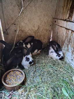 Zajace na chov a mäso - 4