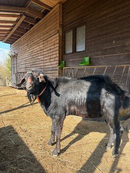 Priateľský cap - 4